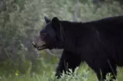 Aggressive Black Bear Killed in Golden Ears Provincial Park