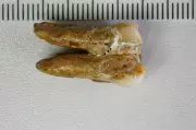 Ancient Teeth Reveal Interbreeding Between Early Human Relatives