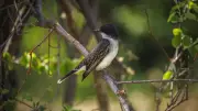 Appreciating Birds and the Kindness of Strangers on the Road