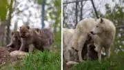 Arctic Wolf Pups Born at Edmonton Valley Zoo for First Time in Years