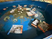 Argentina Seizes 700 Trafficked Marine Animals from Kenya in Major Bust