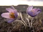 Awaiting Spring Blooms: Mike Drew's Floral Photography Across Alberta