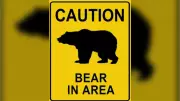 Baby Bear Tranquilized in Canmore After Clash with Mother Elk