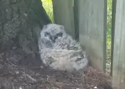Baby Great Horned Owl Reunited with Mother After Falling from Nest