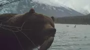 Banff Bear Photobomb Highlights Wildlife Safety: 'Best Left Undisturbed'