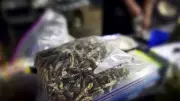 Barrie Police Crack Down on Magic Mushroom Shops in Citywide Raids