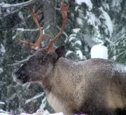 B.C. Allowed Logging in Caribou Habitat Despite Ministry Warning