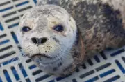 B.C. Seal Pup Rescued from Fishing Gear, Gets Second Chance at Life