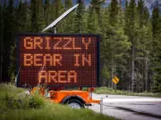 Bear Activity Forces Ban on Foot, Bike Traffic on Highway 40 in Kananaskis