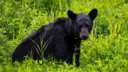 Bear Traps Set Up on Public Property in Sault Ste. Marie