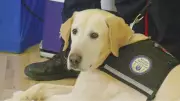 Beloved Nipissing Trauma Support Dog Chewie Retires After 8 Years of Service