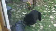 Black Bear Cub Spotted Eating Bird Seed in Barrie Backyard