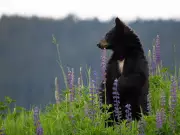 Black Bear Euthanized After Fatal Attack on Contractor Near Points North Landing