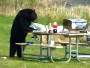 Black Bears Return to Elk Island Park; Public Urged to Keep Distance