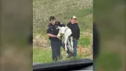 Calf Falls from Trailer, Reunited with Herd in Mono, Ont.