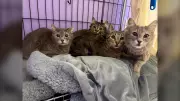 Calgary Animal Rescue Gets 16 Cats, 3 Give Birth on Mother's Day