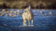 Calgary Weekend: Isolated Showers and Mix of Sun and Cloud