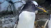 Calgary Zoo Euthanizes Gentoo Penguin Akio Due to Health Issues