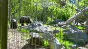 Calgary Zoo Unveils 'Absolute Cutest' Orphaned Grizzly Cubs in Wild Canada