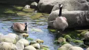 Canada Goose Rescued After Being Impaled by Arrow in West Vancouver