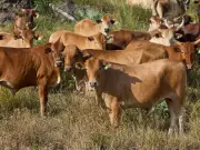 Canada's Beef Producers Warn Mercosur Trade Deal Could Devastate Industry