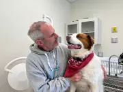 Canadian Animal Blood Bank in Nova Scotia Calls for Dog Donors