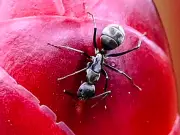 Canadian Hospital Postpones Surgeries Due to Ants in Operating Room