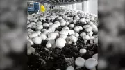 Canadian Mushroom Farmers Face New Tariffs, Risk Layoffs