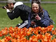 Canadian Tulip Festival 2026: Dates, Events, and What to Know