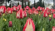 Canadian Tulip Festival Launches Busy Ottawa Tourism Season