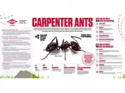 Carpenter Ants in Canada: Orkin Canada’s Expert Advice for Homeowners