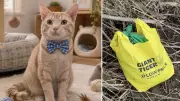 Cat Found Tied Up in Bag Now Ready for Adoption in Kitchener