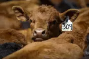Cattle Association Opposes Potential Mercosur Trade Deal