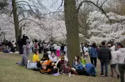 Cherry Blossoms in Toronto to Reach Peak Bloom This Weekend: Best Spots