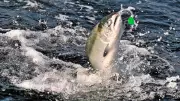 Chinook Salmon Study Reveals Shifting Diets Across B.C.'s Salish Sea
