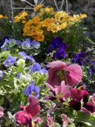 City Gardener: Expert Tips for Planting a Beautiful Spring Garden
