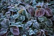 City Gardener: Protecting Plants from Late May Frosts in Ontario