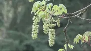 Climate Change Extends Allergy Season, Experts Warn