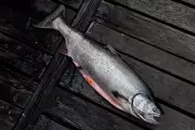 Cocktail of Pills, Caffeine, Fire Retardant Endangers B.C. Chinook Salmon