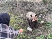 Conservation Officers Probe Illegal Hand-Feeding of Grizzly Bears in Smithers Area