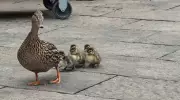 Daisy the Duck Hatches Ducklings and Ventures into Lake