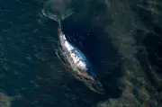 Dead Humpback Whale Brought to Shore in Denmark for Necropsy