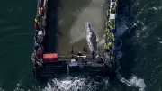 Dead Humpback Whale Confirmed as Rescued 'Timmy' Near Danish Island