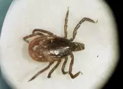 Debunked: No Evidence Planes Dropping Ticks Over Ontario
