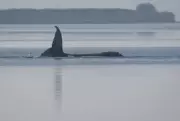 Denmark to Autopsy 'Timmy' the Humpback Whale Found Dead Near Poel Island