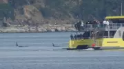 DFO Investigating Boat-Video of Orca Encounters in B.C.