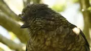 Disabled Kea Parrot Becomes First Disabled Animal to Lead Group