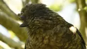 Disabled Kea Parrot Becomes First Known Disabled Alpha Male in Animal Group