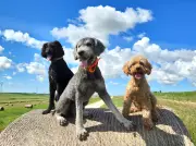 Dog Nation Photo Gallery: Readers Share Their Beloved Pets