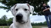 Dog Reunited with Owner After Being Swept Away in Floodwaters